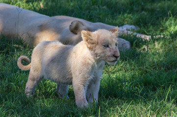 African White Lion cubs relax in the midday sun