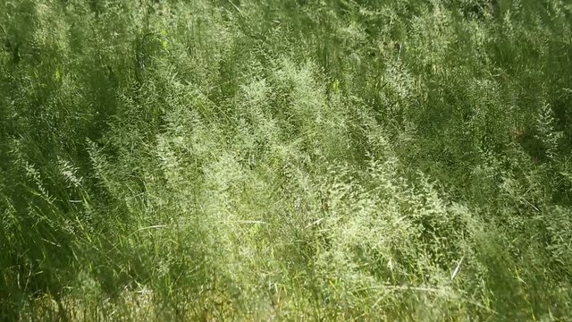 陽射しと雑草　