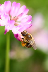 【春の風景　レンゲ蜜を集める蜜蜂】