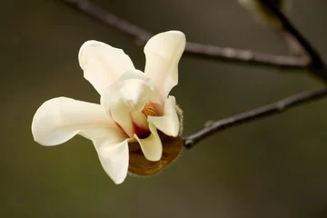 Photo sur Plexiglas Magnolia Une fleur de magnolia blanc crème.