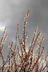 Time of flowering apricots