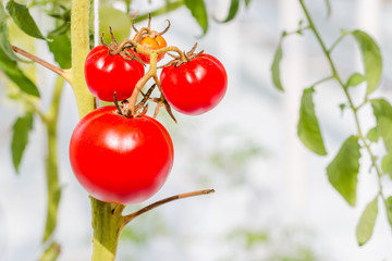 tomato growing in a greenhouse