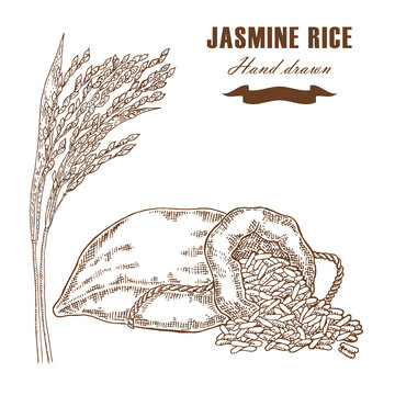 Thai jasmine rice in sack. Rice plant hand drawn. Vector 