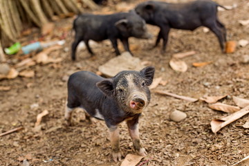 Fototapeta premium Cute piglet on sand