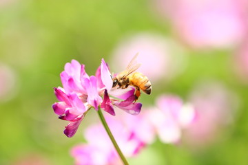 【春の風景　レンゲ蜜を集める蜜蜂】