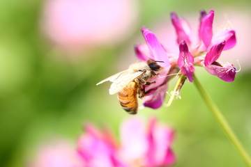【春の風景　レンゲ蜜を集める蜜蜂】