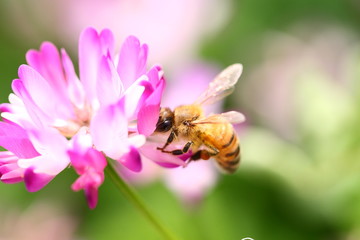 【春の風景　レンゲ蜜を集める蜜蜂】