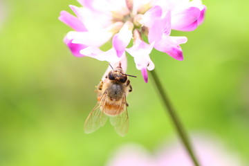 【春の風景　レンゲ蜜を集める蜜蜂】