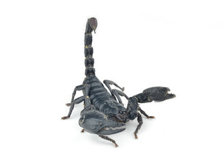 Scorpion isolated on white