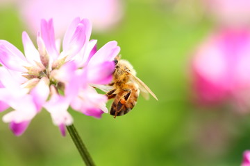 【春の風景　レンゲ蜜を集める蜜蜂】