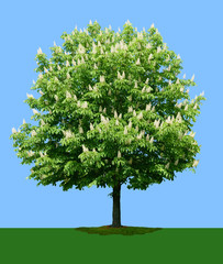 Blooming chestnut tree. Isolated on blue and green