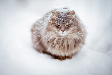 Fluffy cat on the snow snowbound