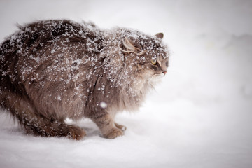 Fluffy cat on the snow snowbound