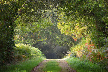 Mysterious natural tree arch walkway in a green deciduous forest
