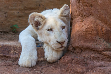 African White Lion cubs relax in the midday sun