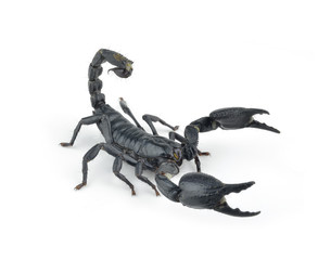 Scorpion isolated on white