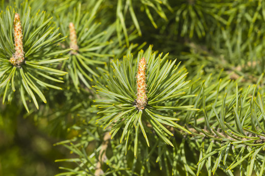 Young pine, pinus, shoots macro, selective focus, shallow DOF