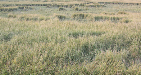 Green grass in a field background - vintage