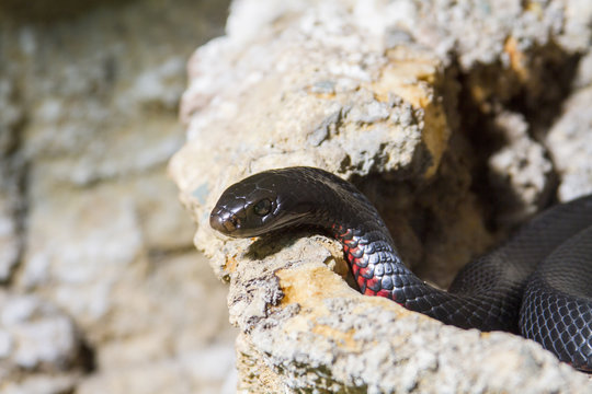 Black snake coiled on rock,  Australia