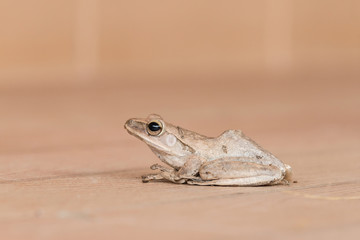 Close up of Golden Tree Frog on brown background