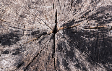 Stump with cracked wood.