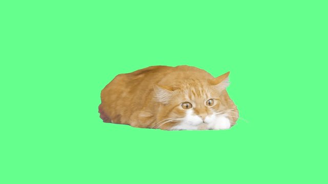 cat on the green screen