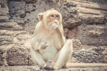 Monkeys eating banana