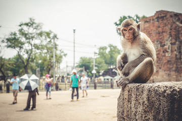 poor young monkey waiting the food from tourist
