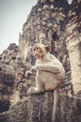 Monkey Sitting In The Ancient Temple