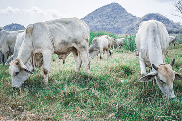 cow eating grass in the field