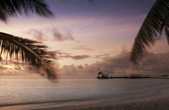 Beach trees at sunset, Ari Atoll, Maldives