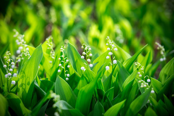beautiful Forest landyshi- thick fragrant thickets of delicate flowers against a background of pine forest  In Ukraine, it is rare flowers, they are protected by law