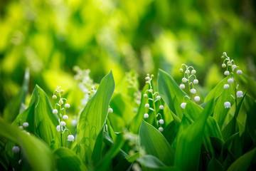 beautiful Forest landyshi- thick fragrant thickets of delicate flowers against a background of pine forest  In Ukraine, it is rare flowers, they are protected by law