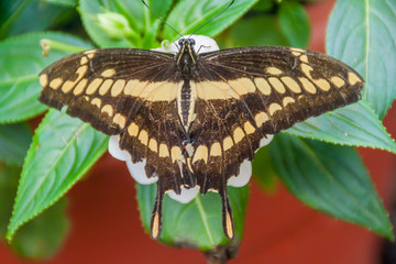 The King Swallowtail butterfly (Papilio thoas) in Mariposario (The Butterfly House) in Mindo, Ecuador