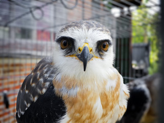 Black shouldered kite in cage