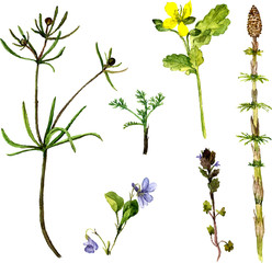 Fototapeta premium vector set of watercolor drawing herbs and flowers