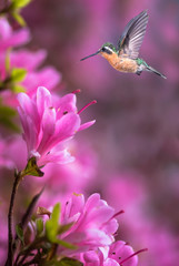 Hummingbird over pink flowers background
