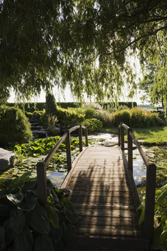 Weeping willow and wooden footbridge over lily pond in garden at sunset