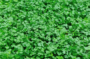 Green coriander in growth at vegetable garden