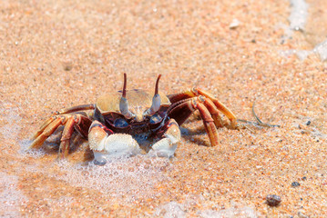 Crab on the beach, GOA, India
