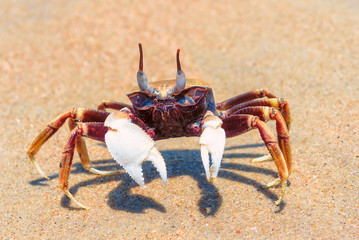 Fototapeta na wymiar Beach crab hunting on the sand beach