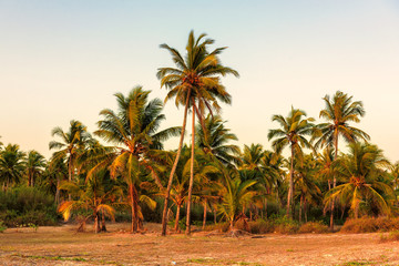 Obraz na płótnie Canvas Palm trees at sunset on GOA Beach. India. 