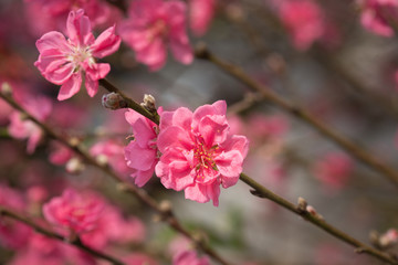 Lunar new year greeting with blossom flower at market in Vietnam