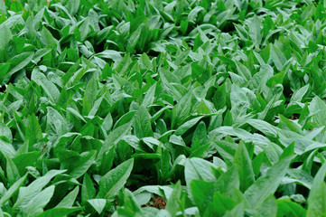 Green indian lettuce in growth at vegetable garden