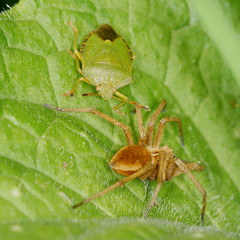 Green Shield Bug and Spider