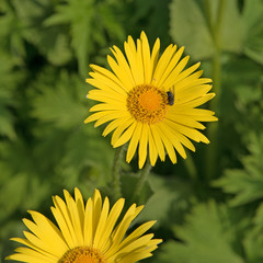 Gämswurz, Gamswurzen, Doronicum