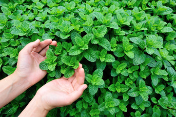 Naklejka na ściany i meble hands protect mint plant grow at vegetable garden