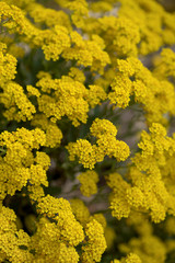 Yellow alyssum flowers in spring. (Aurinia saxatilis). Selective focus.