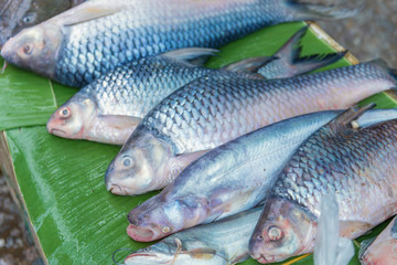 Fresh fish for shop in a market
