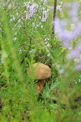 Edible mushroom in the grass in the forest.